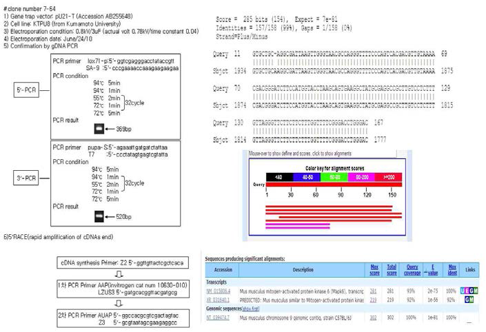 mutant gene의 mutnat mRNA 염기서열 분석 결과 및 유전자 트랩 벡터의 확인