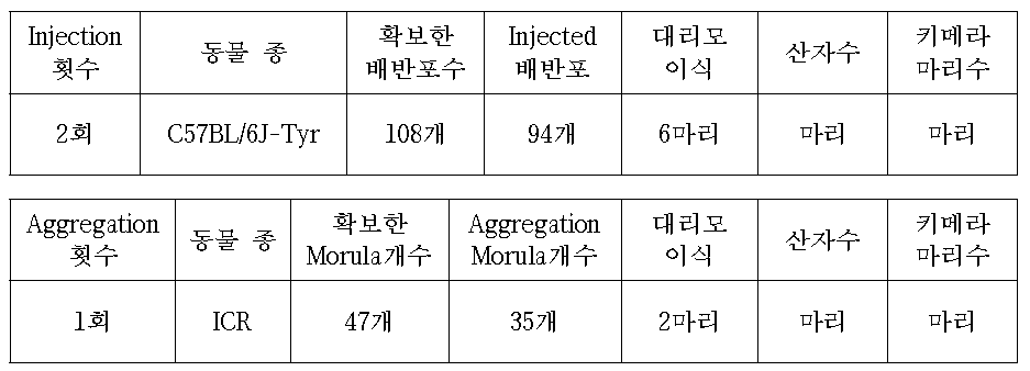 C57BL/6J-Tyr mouse를 이용한 Mtbp-D09 cell Injection of Aggregation