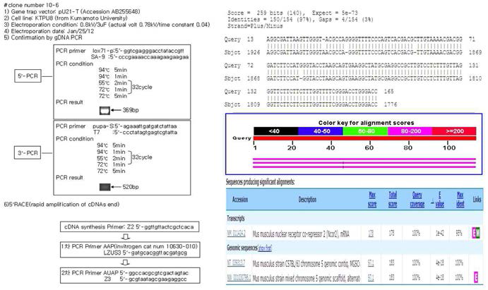 mutant gene의 mutnat mRNA 염기서열 분석 결과 및 유전자 트랩 벡터의 확인