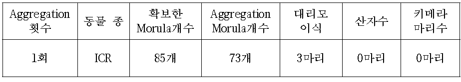 C57BL/6J-Tyr mice를 이용한 21-21 cell Aggregation