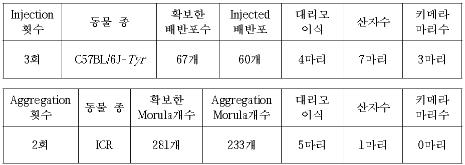 C57BL/6J-Tyr mouse를 이용한 Npas3 cell Injection or Aggregation