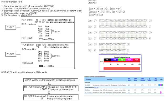 mutant gene의 mutnat mRNA 염기서열 분석 결과 및 유전자트랩 벡터의 확인