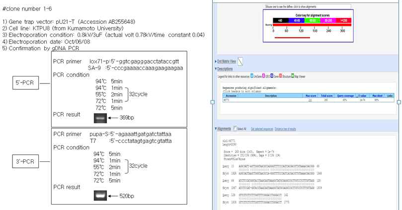 mutant gene의 mutnat mRNA 염기서열 분석 결과 및 유 전자트랩 벡터의 확인