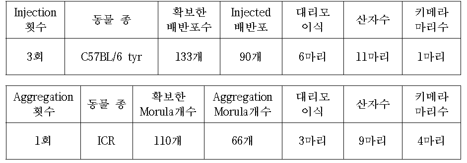 C57BL/6 tyr mice를 이용한 Phgdh cell Injection or Aggregation