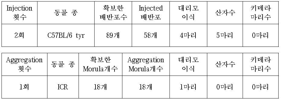 C57BL/6 tyr mice를 이용한 Pon3 cell Injection or Aggregation
