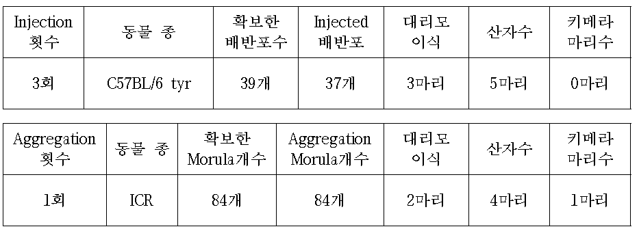 C57BL/6 tyr mice를 이용한 Ppef1 cell Injection or Aggregation