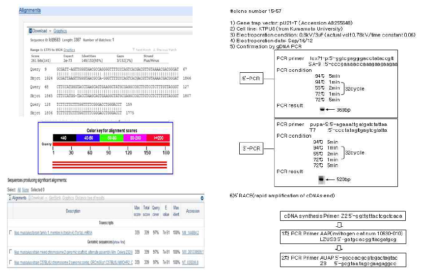 mutant gene의 mutant mRNA 염기서열 분석 결과 및 유전자트랩 벡터의 확인