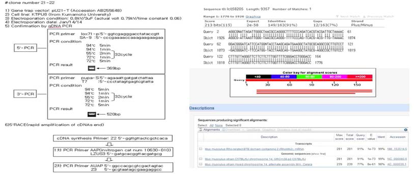 mutant gene의 mutnat mRNA 염기서열 분석 결과 및 유전자트랩 벡터의 확인