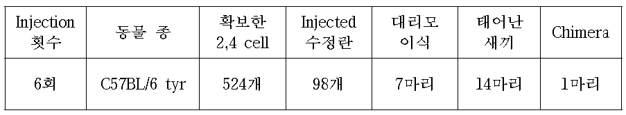 C57BL/6 tyr mice를 이용한 Sept-11 cell Injection