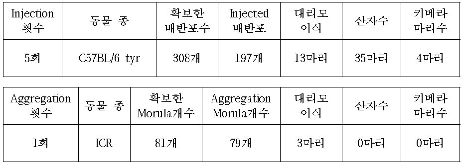 C57BL/6 tyr mice를 이용한 Spry4 cell Injection or Aggregation
