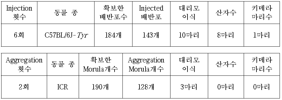 C57BL/6J-Tyr mouse를 이용한 Sqle cell Injection or Aggregation