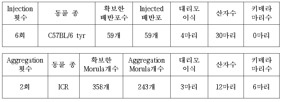 C57BL/6 tyr mice를 이용한 Ssfa2 cell Injection or Aggregation
