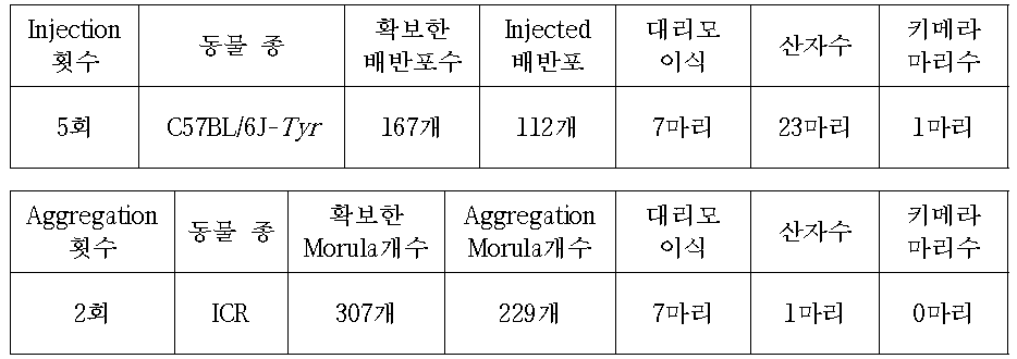 C57BL/6J-Tyr mouse를 이용한 Tesc cell Injection or Aggregation