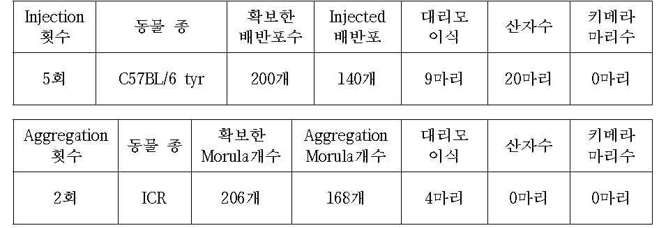 C57BL/6 tyr mice를 이용한 Thsd7b cell Injection or Aggregation