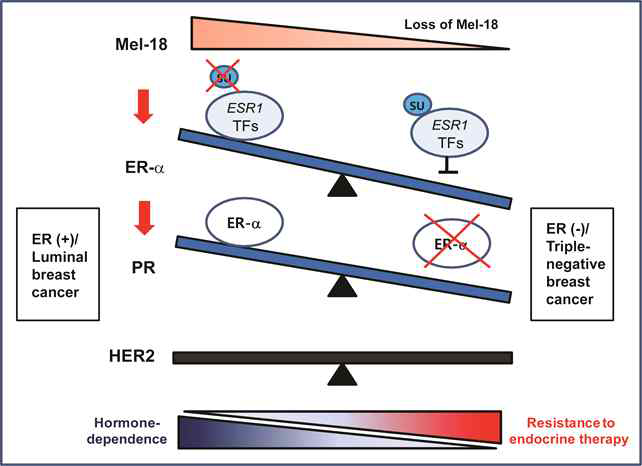 인간 유방암에서 Mel-18에 의한 호르몬 의존성 및 비의존성 사이의 균형 조절