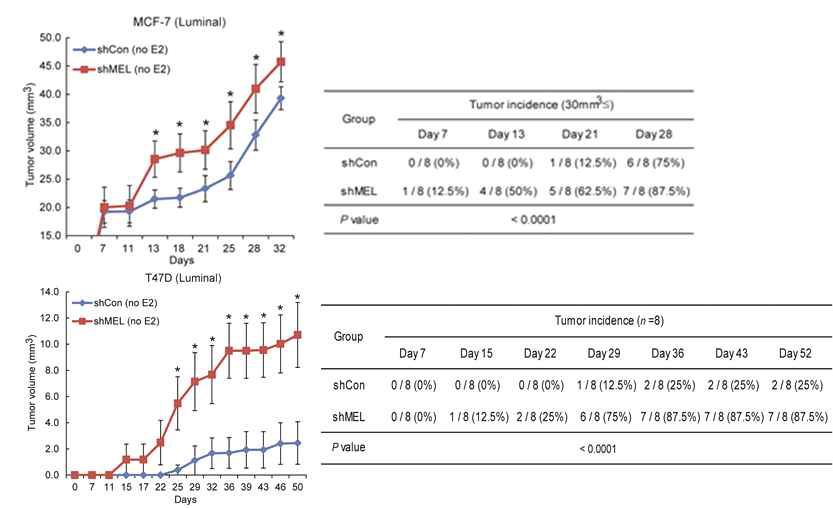 Mel-18이 소실된 luminal type 유방암 세포주의 종양형성 증가
