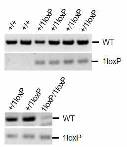 Mel18+/1loxP 생쥐 간의 교배를 통해 얻어진 embryo들의 유전형 검사 결과