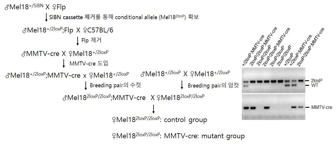 Mel18 교배 계획.