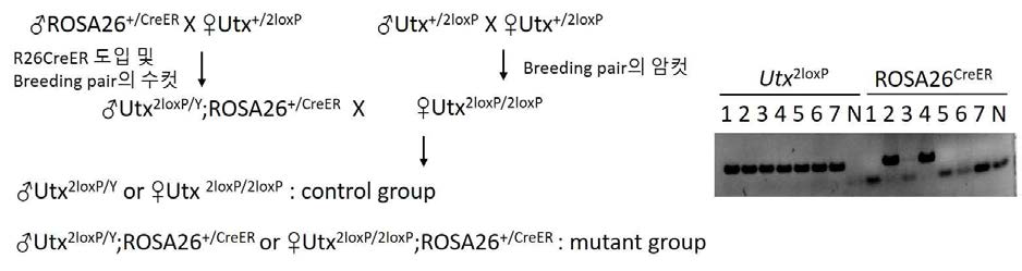 MEF를 얻기 위한 Utx-cKO 교배 계획.
