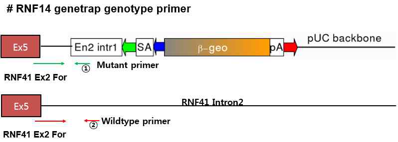 RNF14 mutant primer