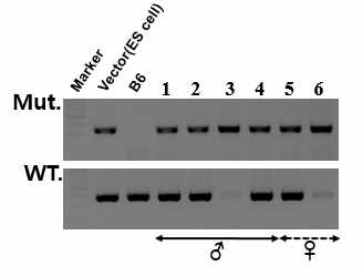 RNF14 KO 마우스 유전자형 확인1