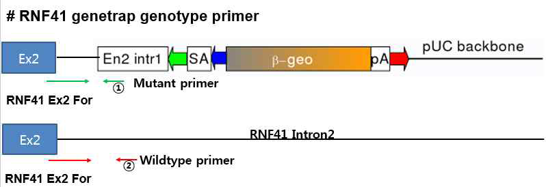 RNF41 mutant primer