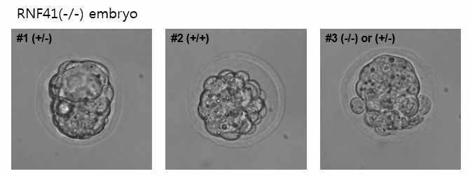 RNF41 knock-out mouse의 유전자형에 따른 embryo lethal 확인