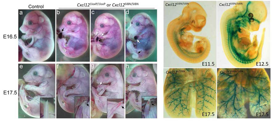 Cxcl12 null embryo의 표현형 및 Cxcl12 유전자의 발현.