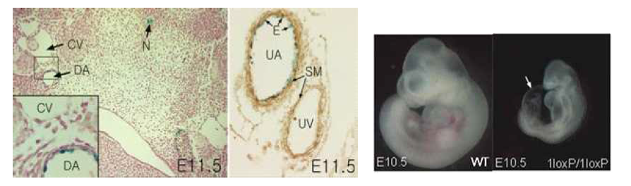 마우스 embryo에서 Tmem100의 발현 및 knockout 표현형.