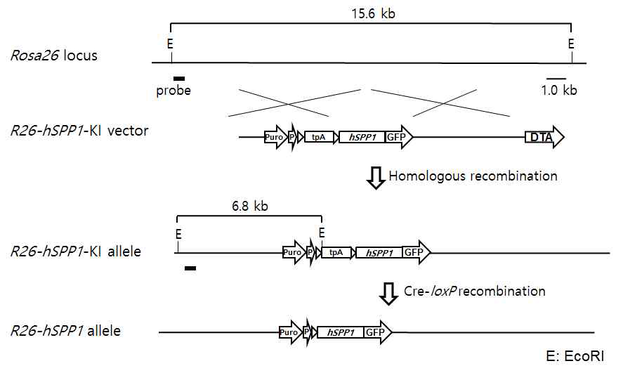 hSPP1 conditional knock-in strategy.