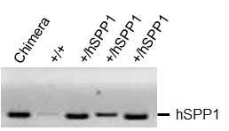 hSPP1-cKI 생쥐의 유전형 검사.