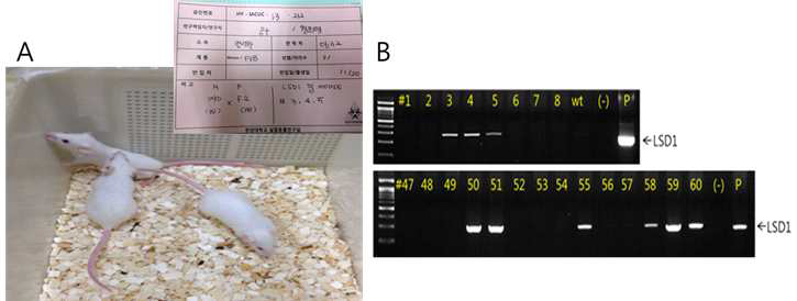 MMTV-LSD1 형질전환 마우스의 개발