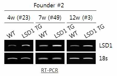 4, 7, 12주령의 MMTV-LSD1 형질전환 마우스에서 LSD1 발현 확인