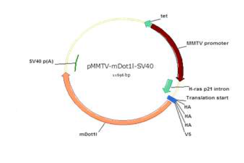 MMTV-Dot1l transgene.