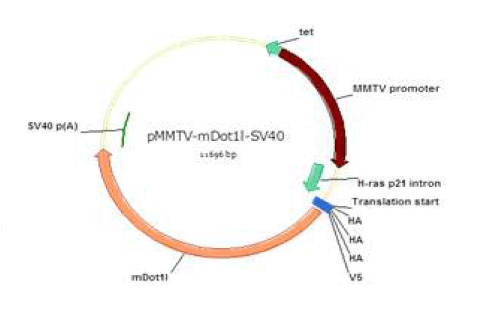 MMTV-Dot1l transgene.