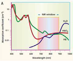 헤모글로빈과 물의 흡광 파장대역