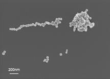 금 nanocube가 결합된 바이러스의 SEM image