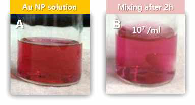 A. 합성된 금 nanoparticle 용액, B.바이러스를 dropwise로 섞고 난 후 2시간 지난 용액