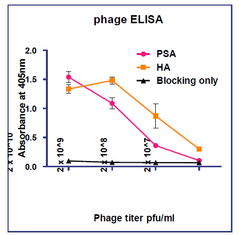 M13 바이러스의 pIII부분의 항체와 항원이 특이적으로 결합하는지 확인하기 위한 Phage ELISA