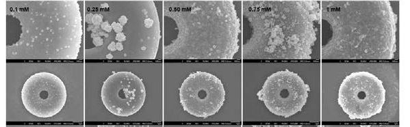 질산은 전구체의 농도를 0.1 mM에서 1mM로 달리 하였을 때, 은 나노입자가 도입된 표지자의 주사전자현미경 (SEM)사진