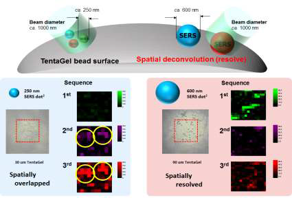 다차원 라만 표지입자의 공간적 구별에 대한 개념도 및 250 또는 600 nm 크기의 다차원 라만 표지 입자가 각각 도입된 고분자 비드의 SERS 이미지