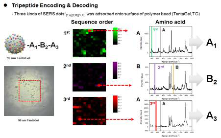 서로 다른 3종의 다차원 라만 표지 입자로 표지된 고분자 비드의 SERS 이미지와 스펙트럼