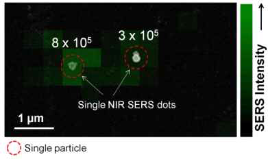 제작된 NIR SERS 프로브의 라만 맵과 SEM 오버레이 사진. 단일 나노입자 수준에서 검출 가능함