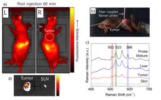 좌) 체내 형광 신호 탐색과 (우) 라만 신호 탐색