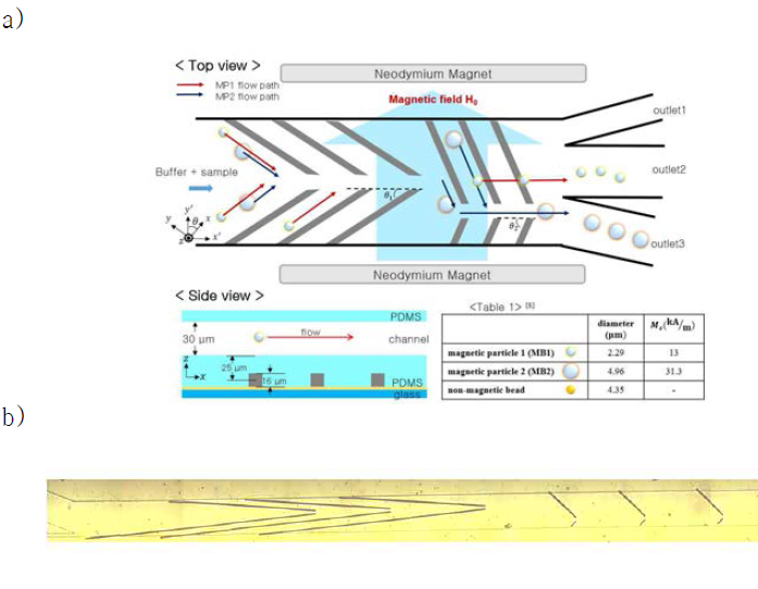 a) 자성영동 기반의 입자 분리를 위한 마이크로 유체 채널 전체 모식 도. b) 니켈 와이어가 만드는 자기포텐셜을 이용하여, 크기에 따라 분리 되는 자성 입자들에 관한 이미지