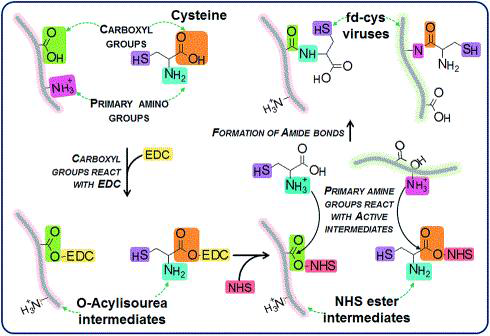 Main reaction path for virus modification using the cross-link reaction catalyzed with EDC and NHS