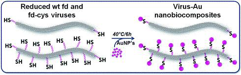 Decoration of viral particles. After reduction of cysteines (pink wavy lines) free thiol groups are obtained (fd-cys). Addition of AuNPs to the reaction mixture can produce wt fd virus with AuNPs preferentially attached to the tip ends, or gold nanowire-like structures (fdcys-AuNP).