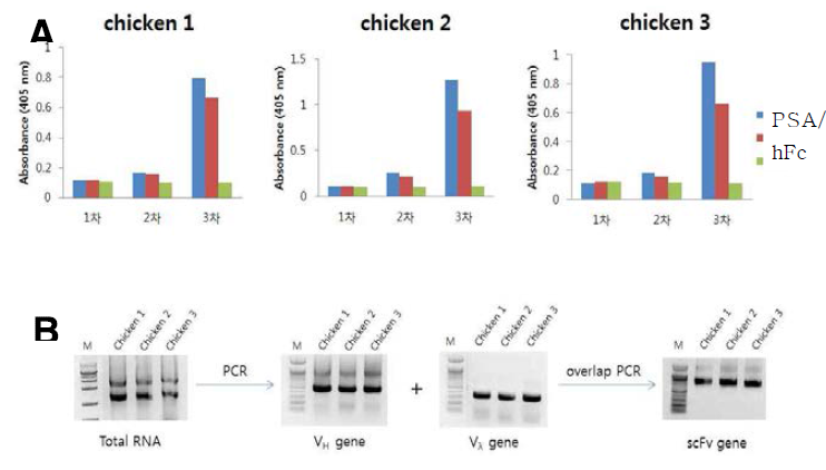 PSA를 면역한 닭의 혈청에서 PSA에 특이적으로 결합하는 항체의 생성 측정