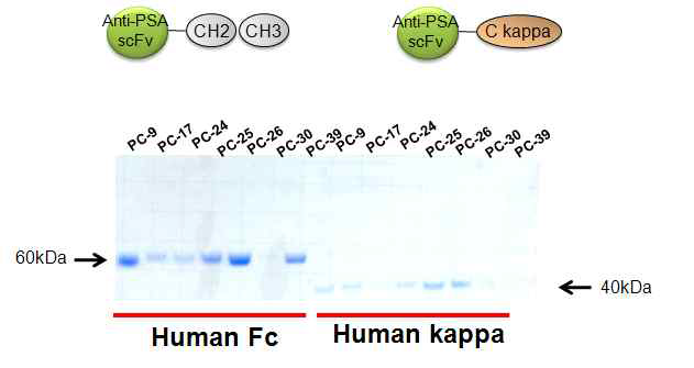PSA scFv/human Fc 및 human kappa light chain fusion protein의 발현 및 정제