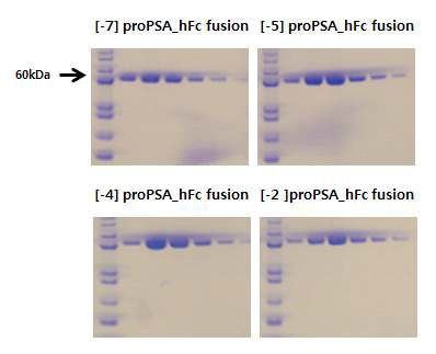 Human Fc가 fusion된 재조합 proPSA의 발현 및 정제